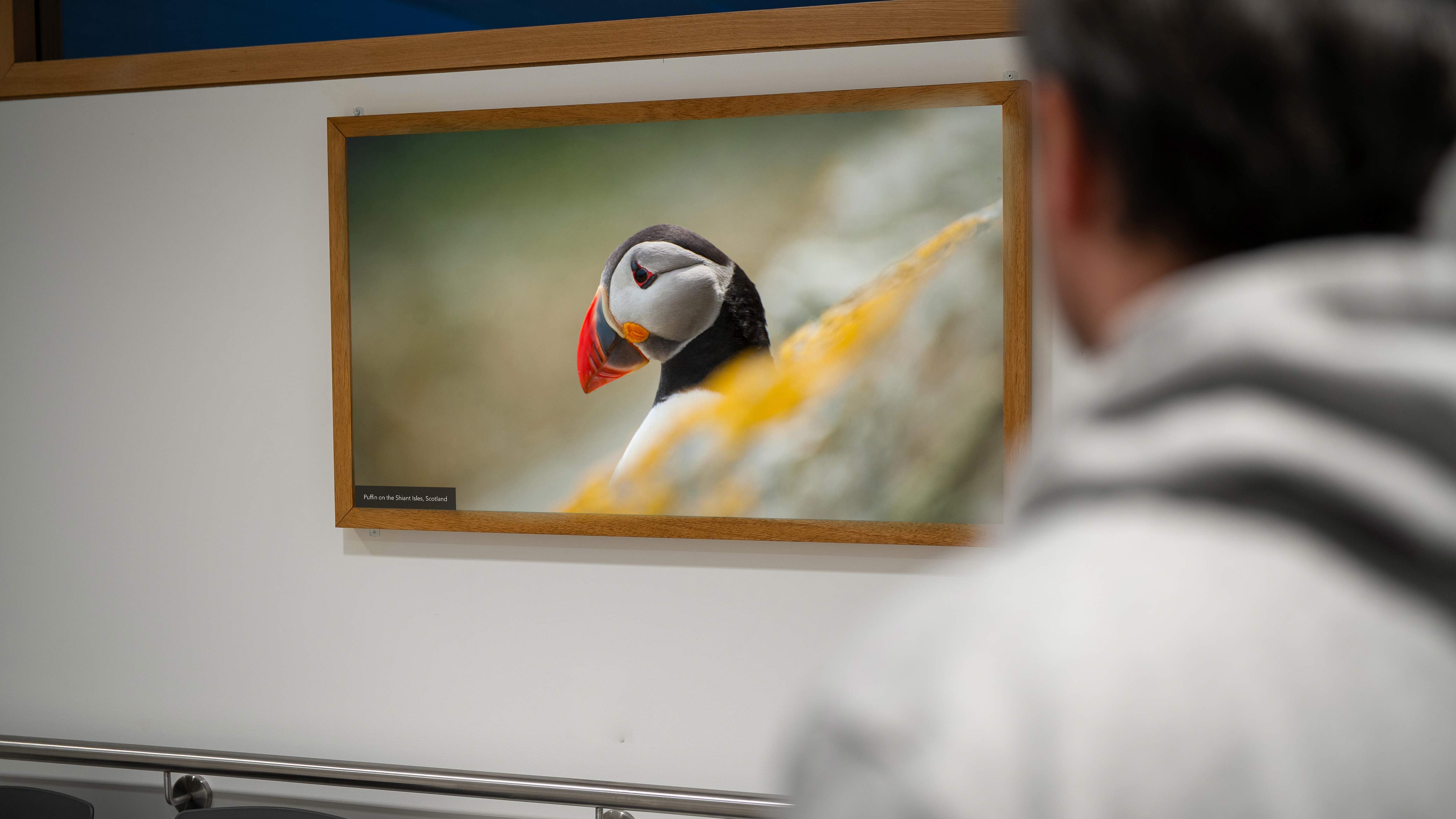 Nature imagery for clinical environments